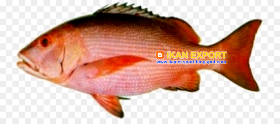 Poisson Rouge，Aquatique PNG