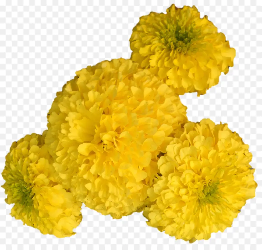 Fleurs Jaunes，Fleurir PNG