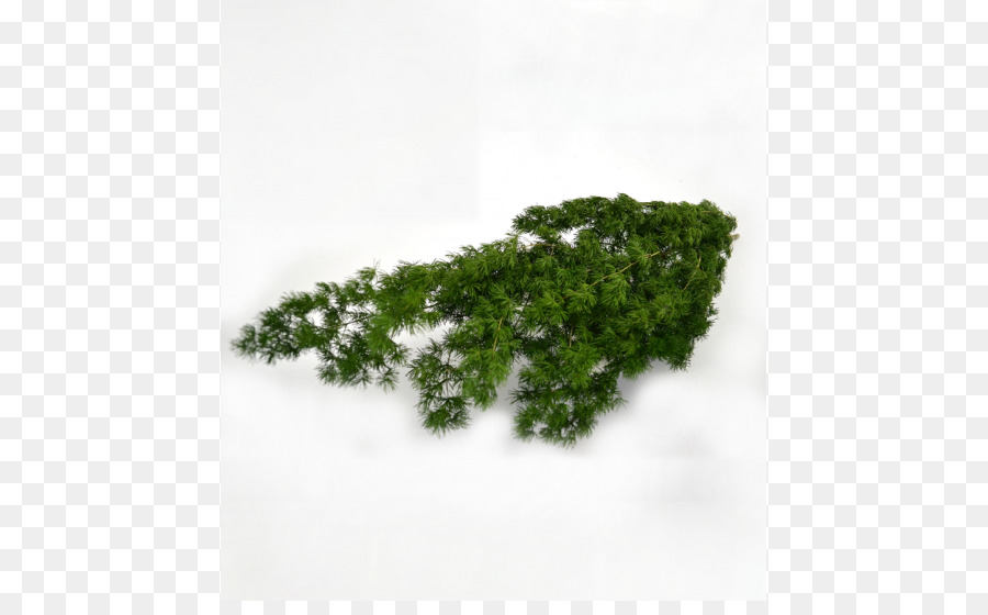 Feuille，Herbe PNG
