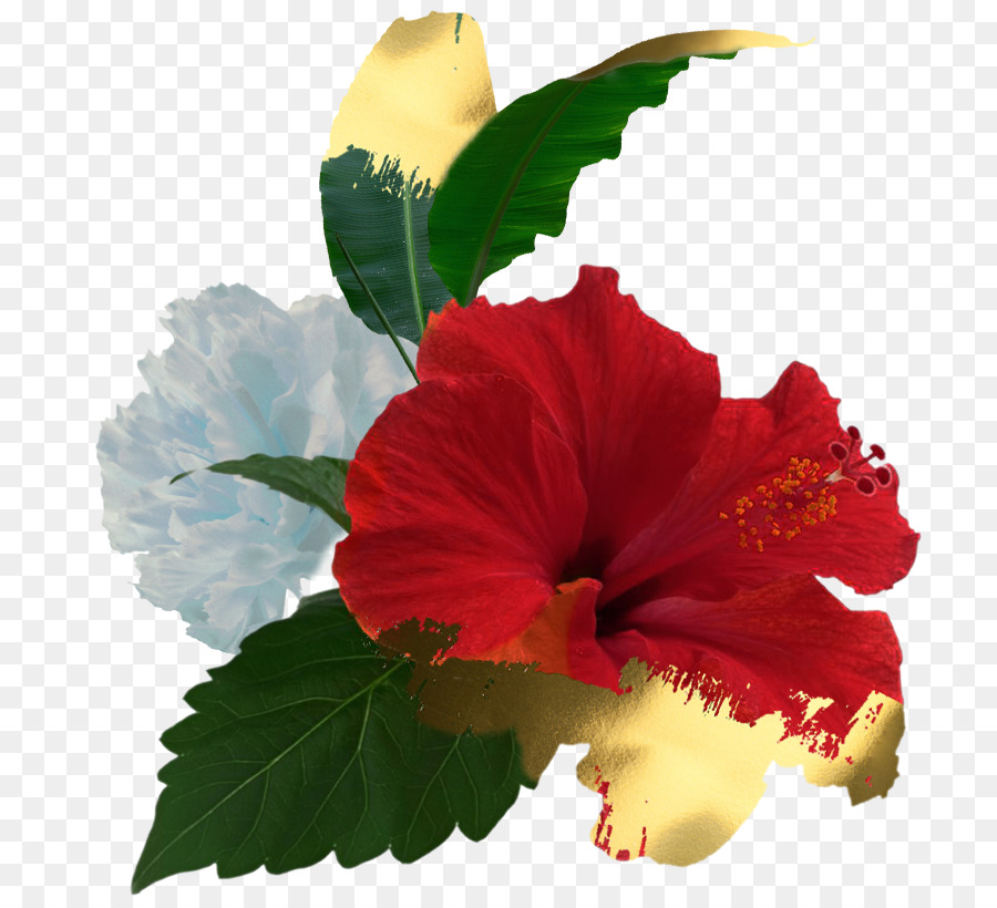 Shoeblackplant，Roselle PNG