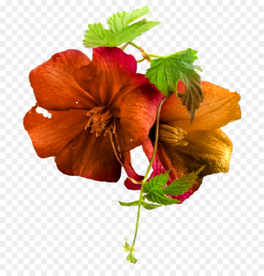 Hibiscus，Rouge PNG