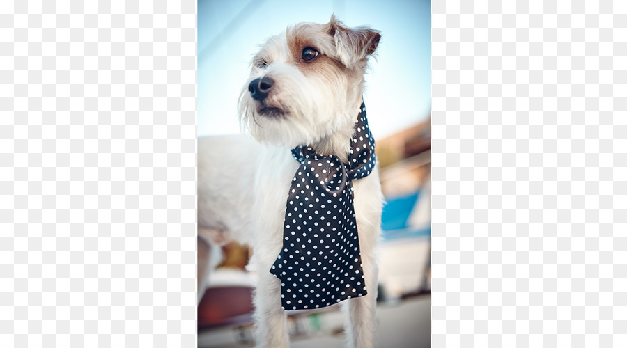 Schnauzer Nain，Schnoodle PNG