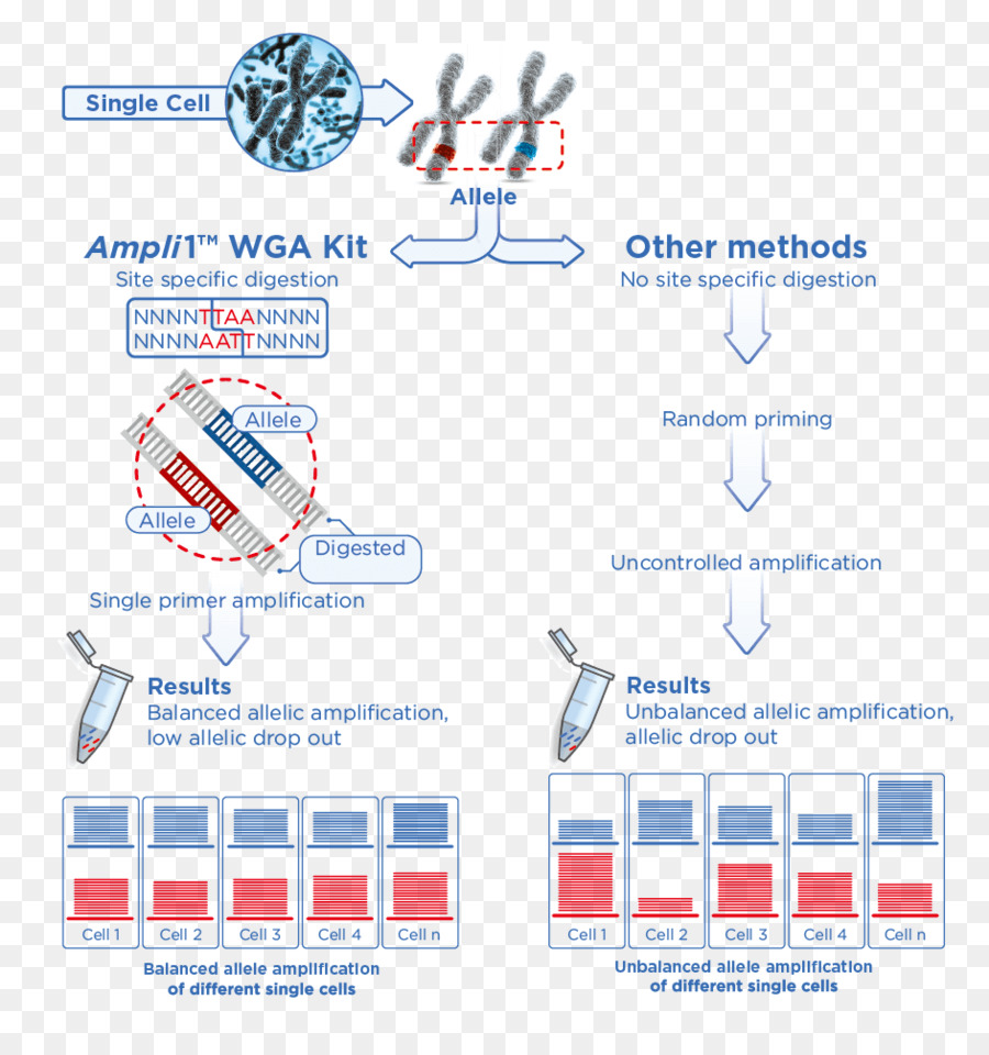 Le Séquençage De L Adn，L Adn PNG