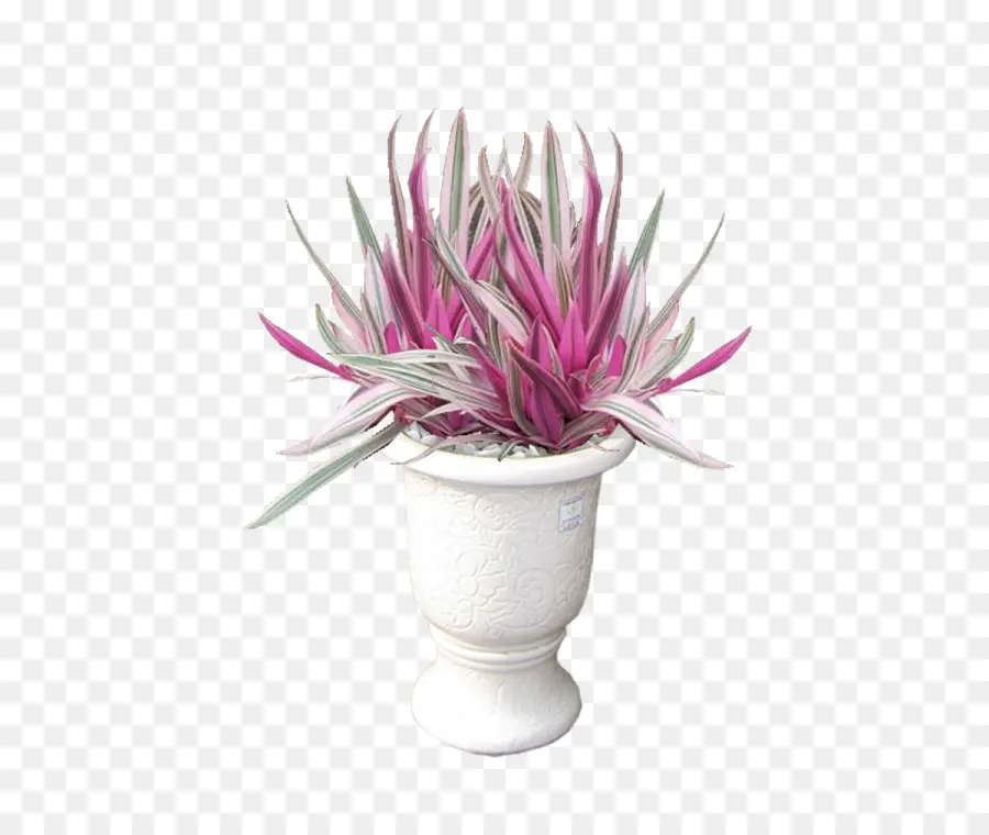 Tradescantia Spathacea Tricolor，Flowerpot PNG