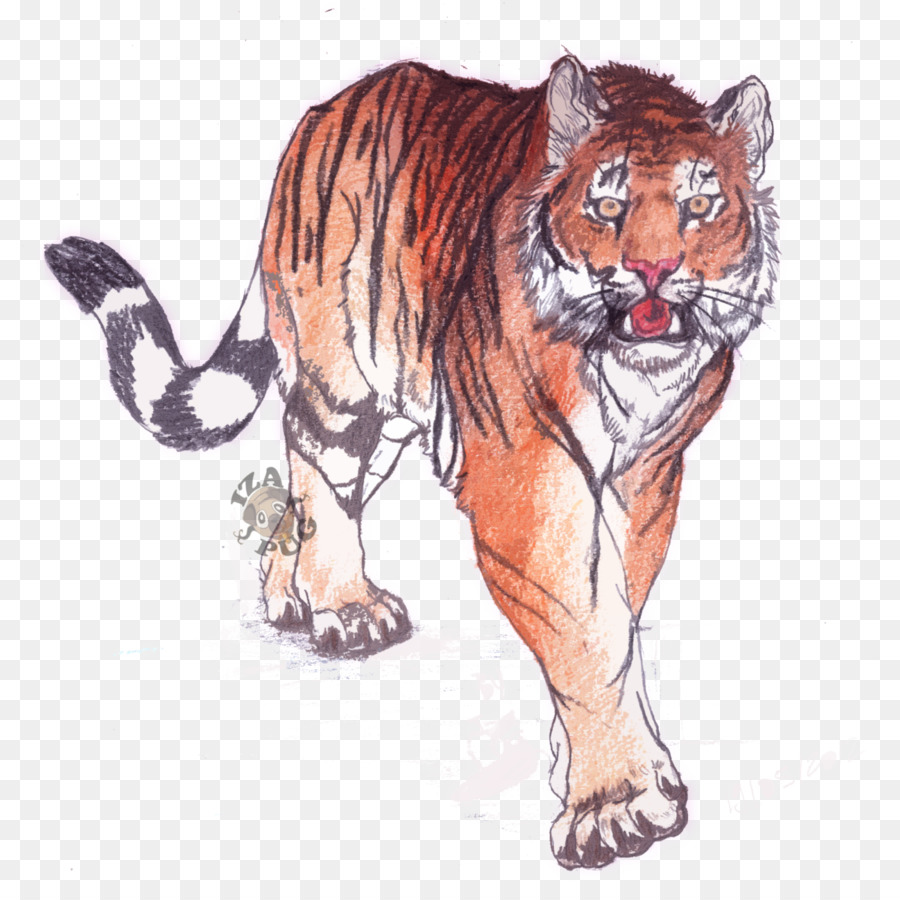 Tigre，Rayures PNG