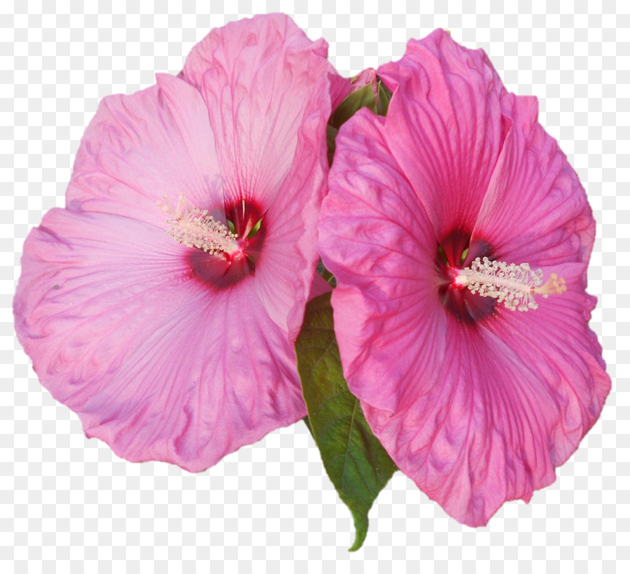 Hibiscus，Fleurir PNG