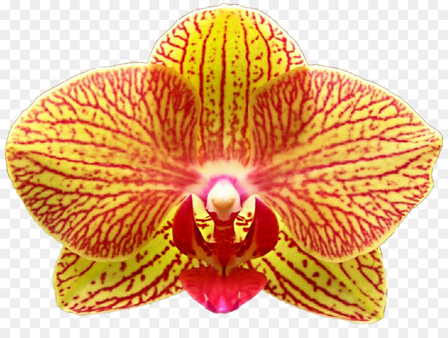 Orchidée Jaune，Usine PNG