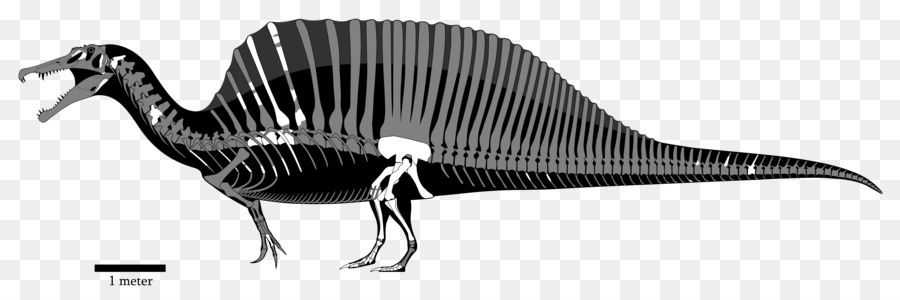 Spinosaurus，Acrocanthosaurus PNG