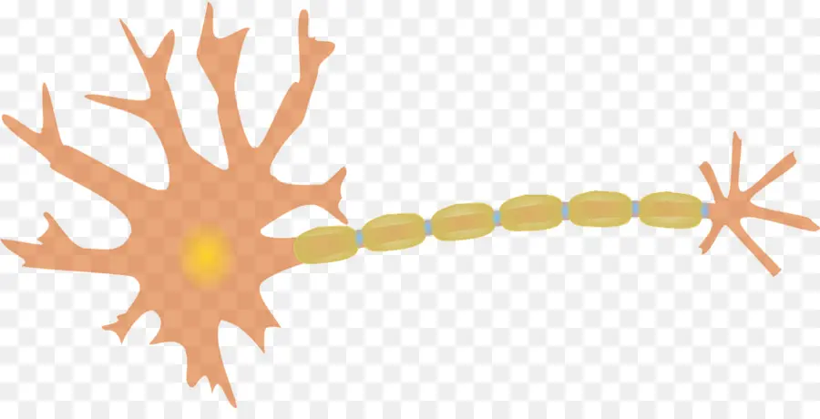 Neurone，Cellule PNG