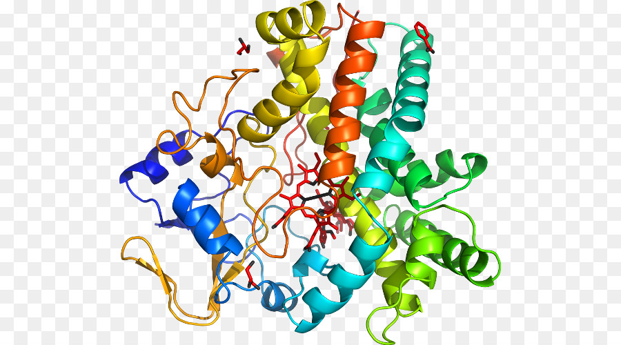 Structure Des Protéines，Biologie PNG