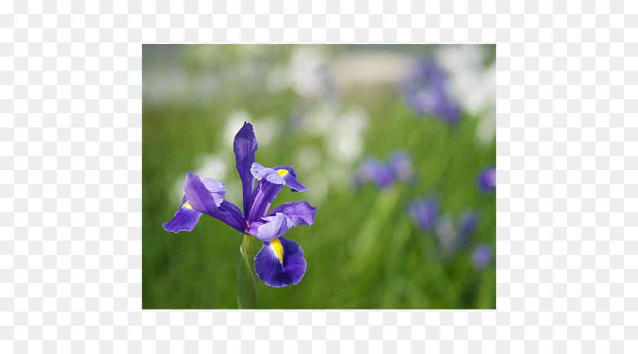 Bulbes D Été，Les Bulbes De Printemps PNG