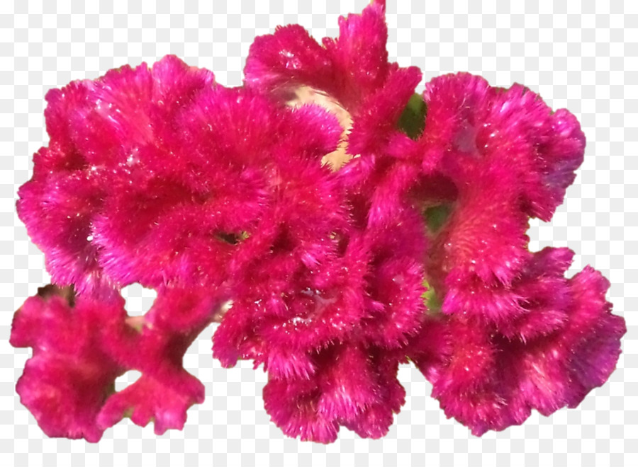 Rose M，Les Fleurs Coupées PNG