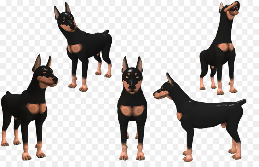 Dobermann，Pinscher Miniature PNG