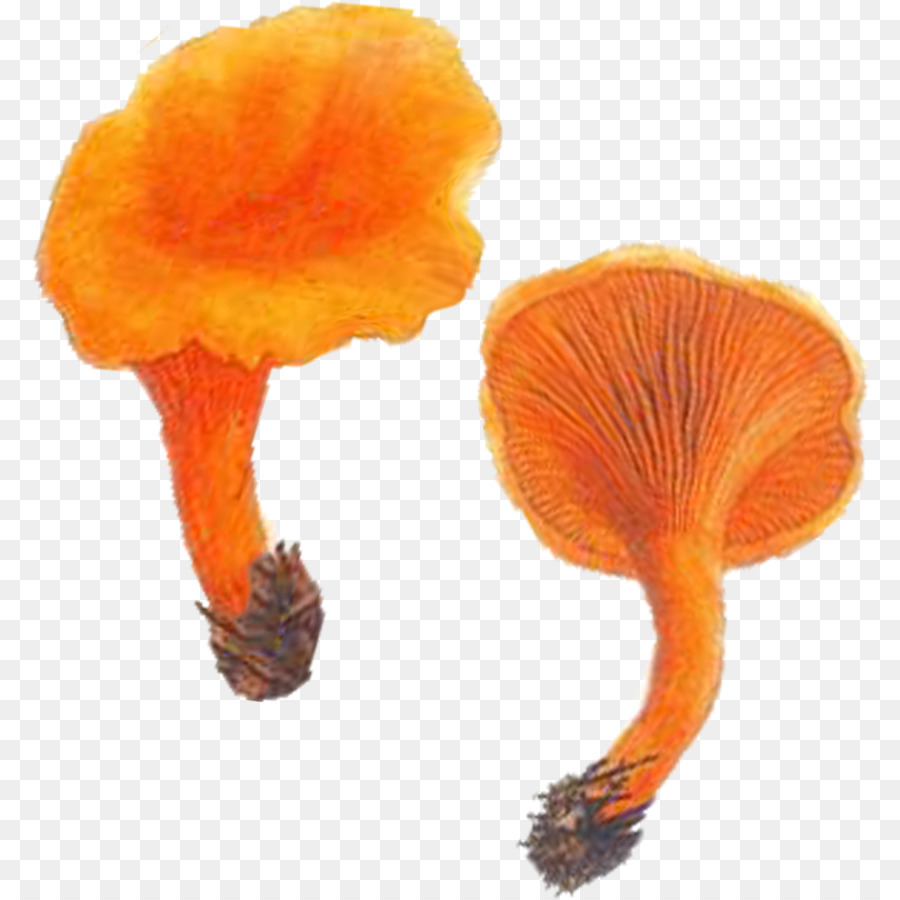 Champignon Comestible，Chanterelle PNG