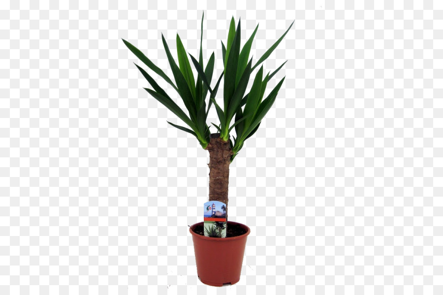 Plante En Pot，Vert PNG