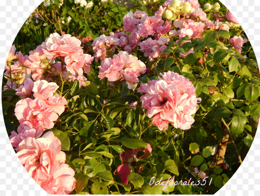 Floribunda，Les Roses De Jardin PNG