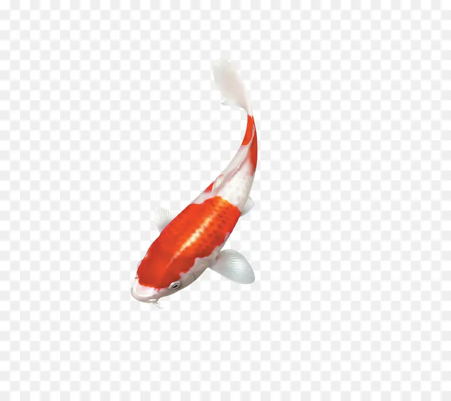 Poisson Koi，Eau PNG