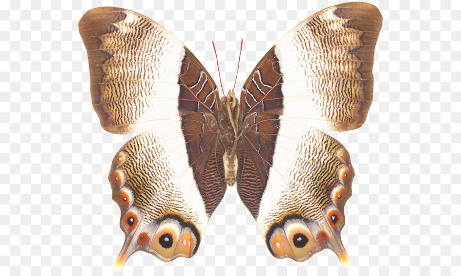 Papillon De L'atlas，Ailes PNG