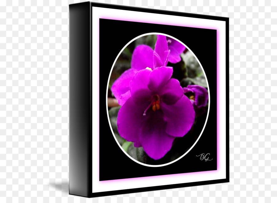 Pensée，Violet PNG