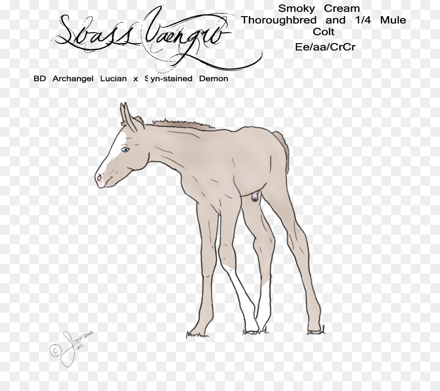 Mule，Poulain PNG