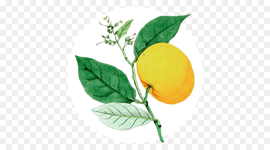 Citron Doux，Citron PNG