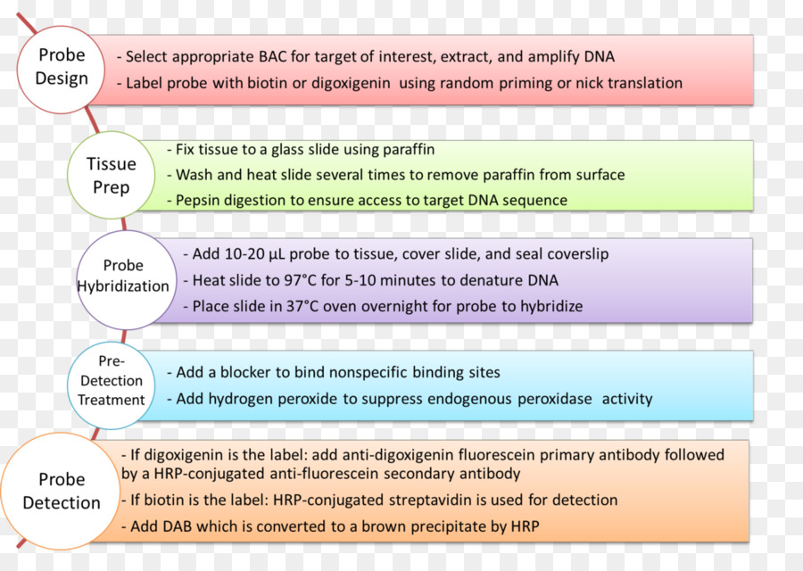 Conception De La Sonde，Adn PNG