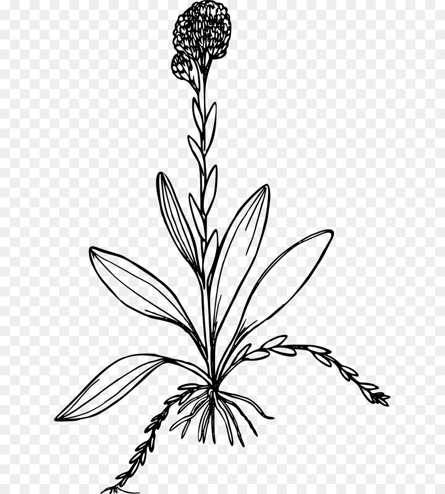 Antennaria Corymbosa，Ordinateur Icônes PNG