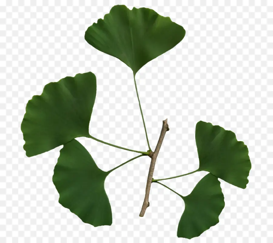 Le Ginkgo Biloba，Arbre PNG