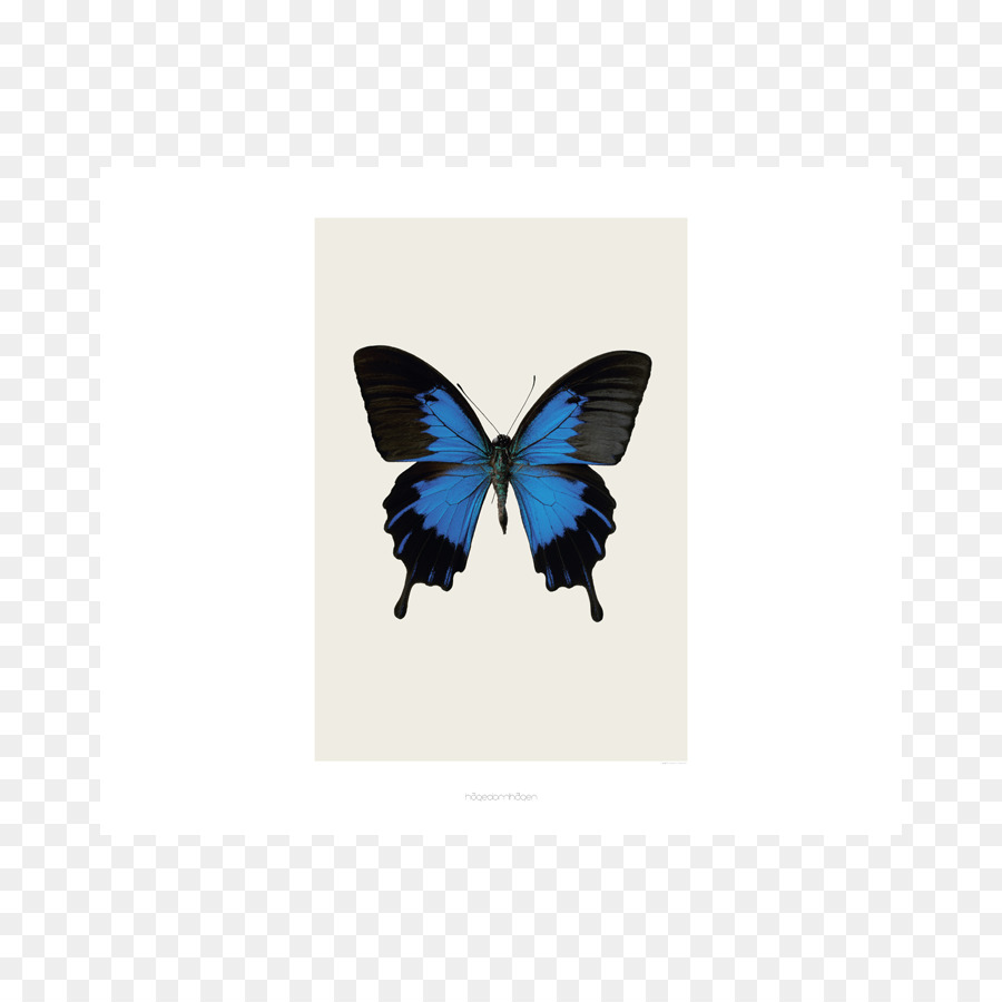 Papillon，Couette PNG