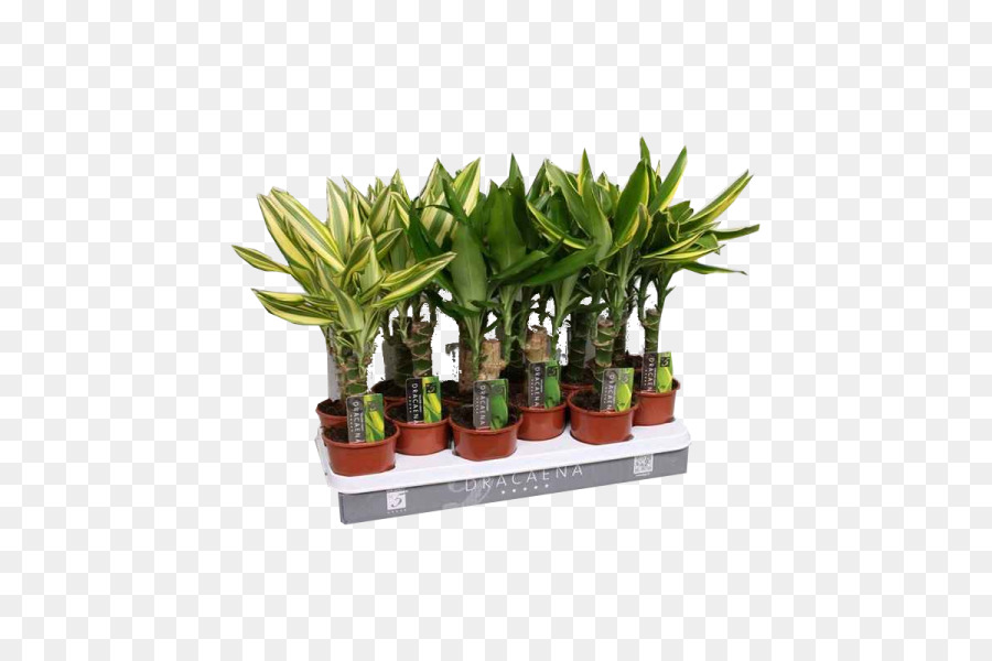 Plantes En Pot，Verdure PNG