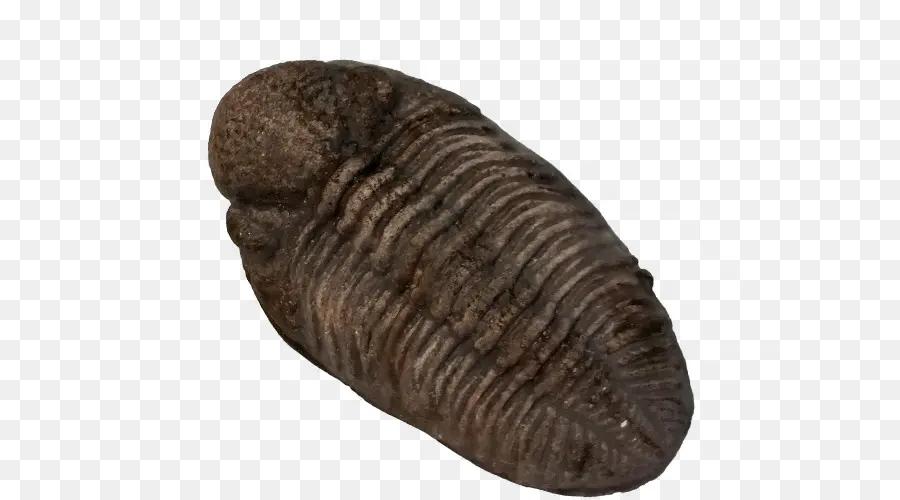 Trilobite，Les Invertébrés PNG