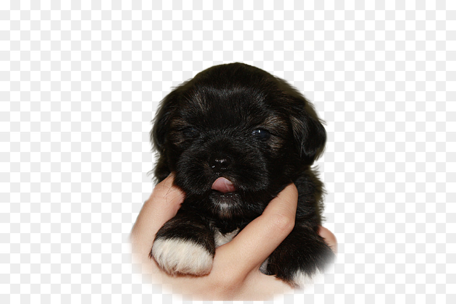 Chiot，Chien PNG