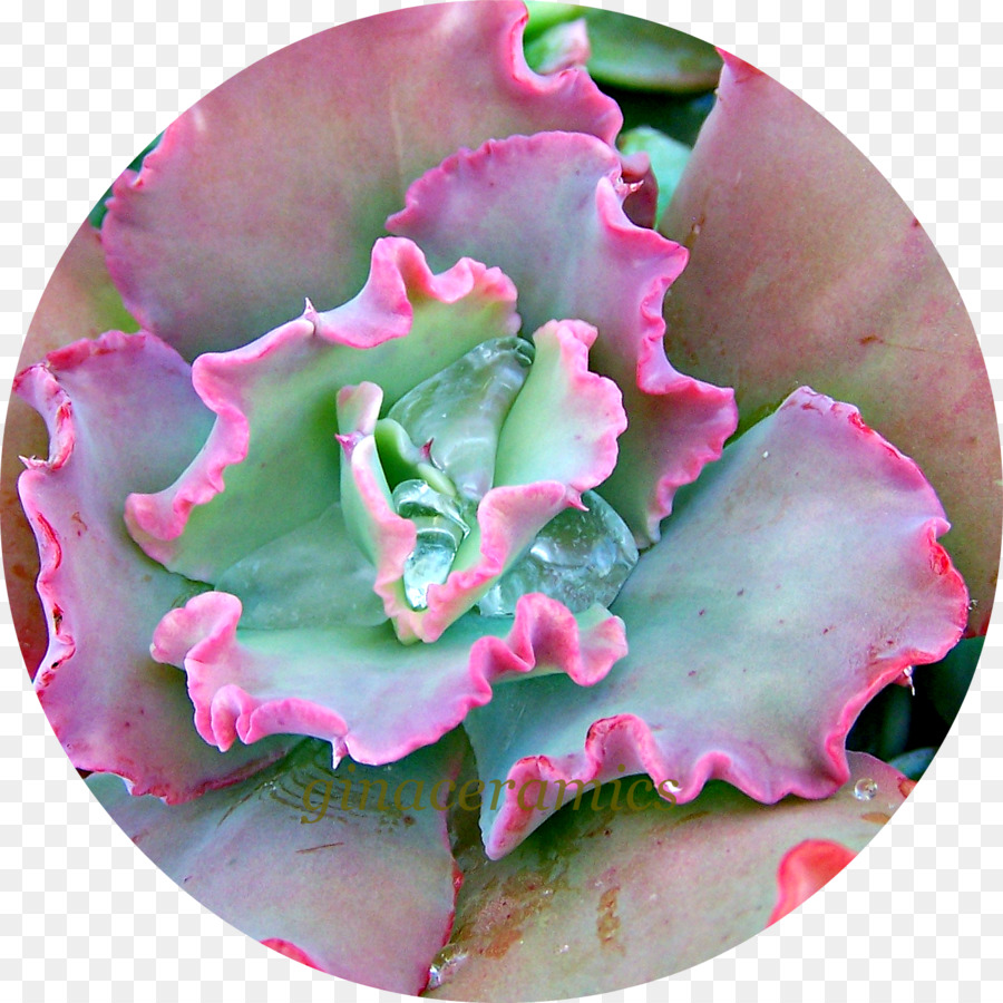 Rose M，Rose PNG