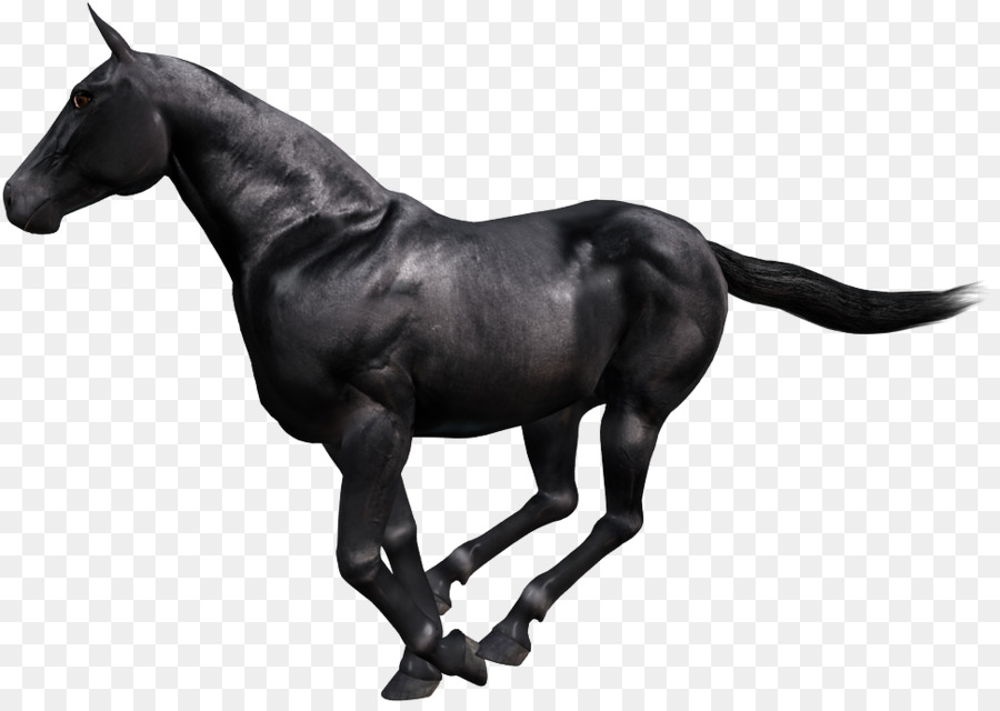 Galop，Animation PNG
