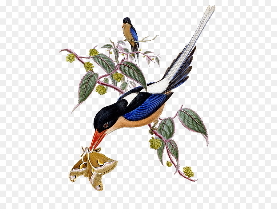 Twelvewired Birdofparadise，Arbre De Kingfisher PNG