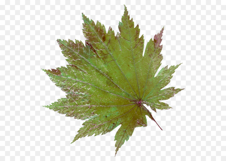 Feuille，Automne PNG