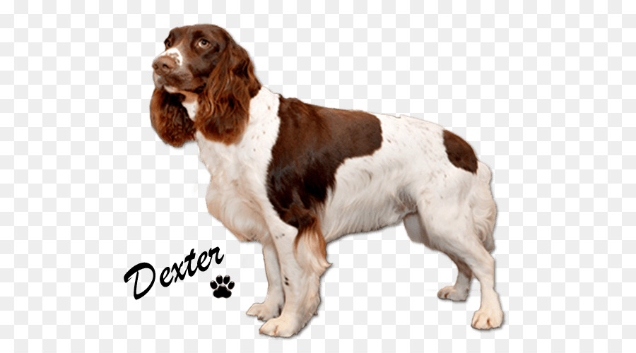 Chien Marron Et Blanc，Animal De Compagnie PNG