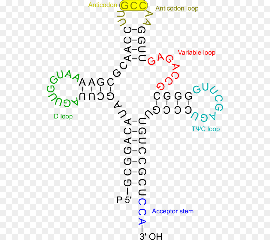 Structure De L'arnt，Molécule PNG