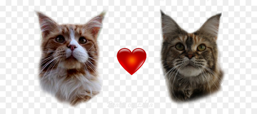 Les Moustaches，Le Maine Coon PNG