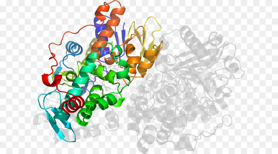 Structure Des Protéines，Molécule PNG