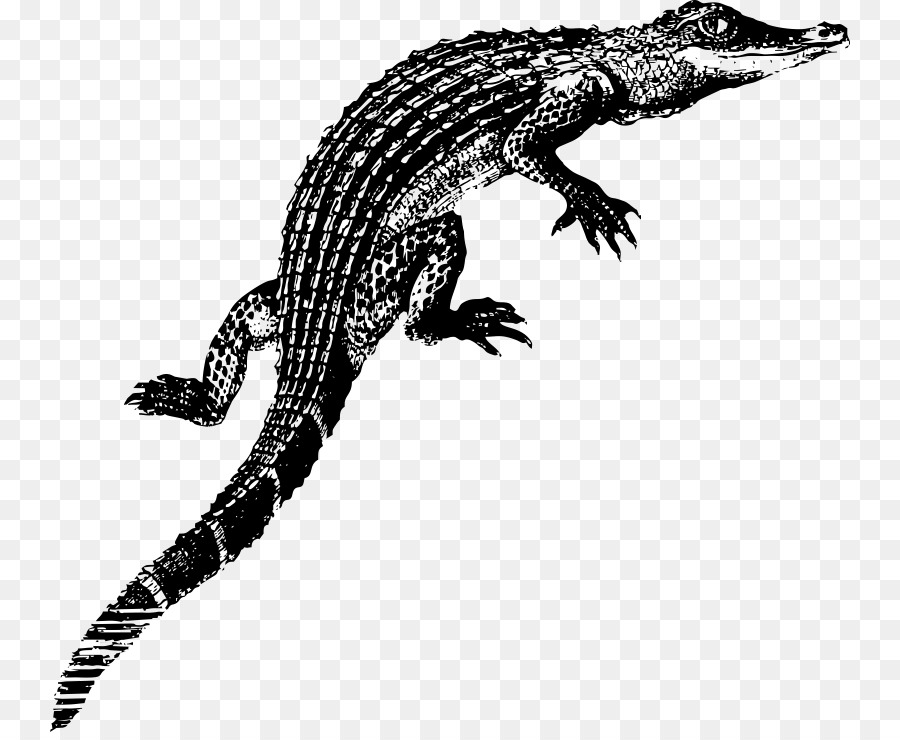 Alligator，Bébé PNG