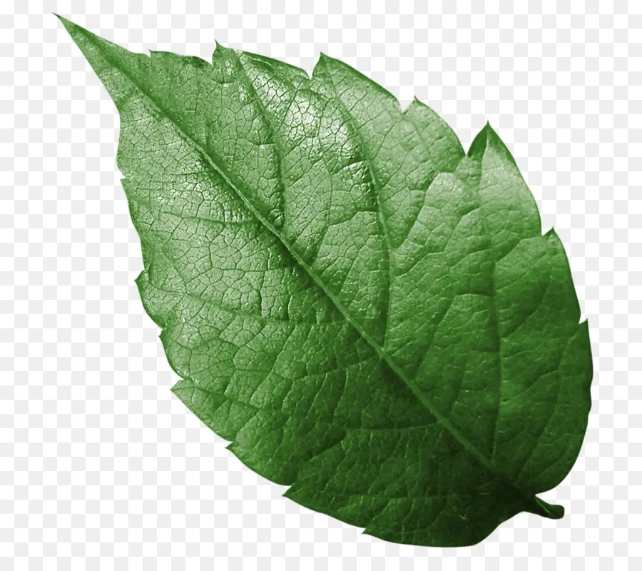 Feuilles Vertes，Feuillage PNG