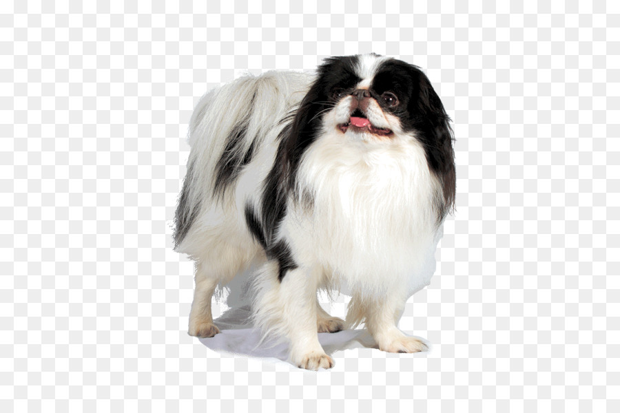 Chien，Animal De Compagnie PNG