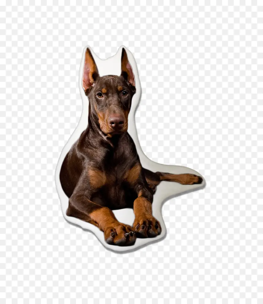 Doberman，Chien PNG