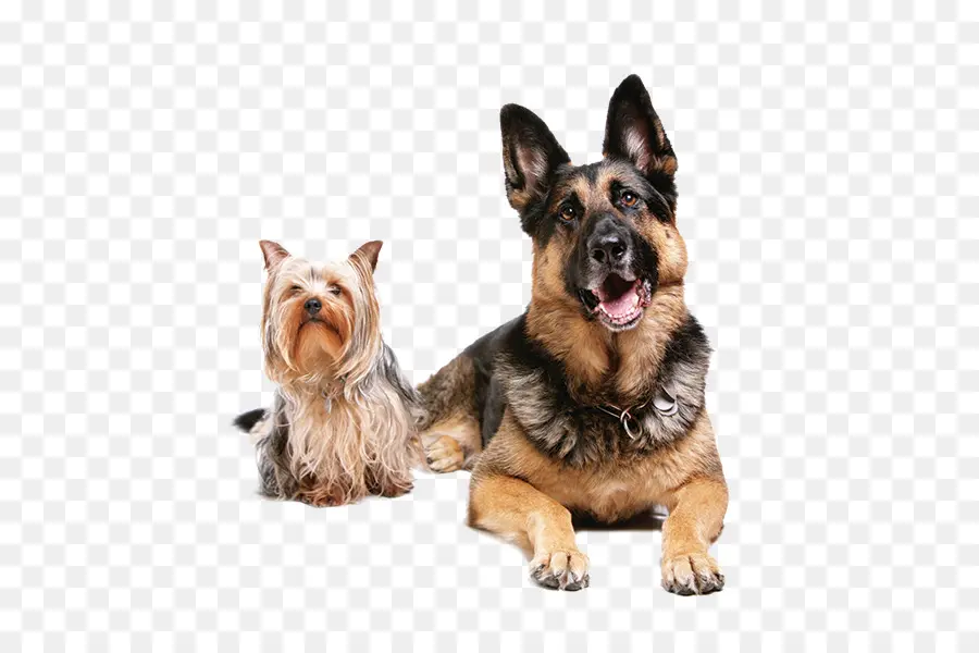 Chiens，Animaux De Compagnie PNG