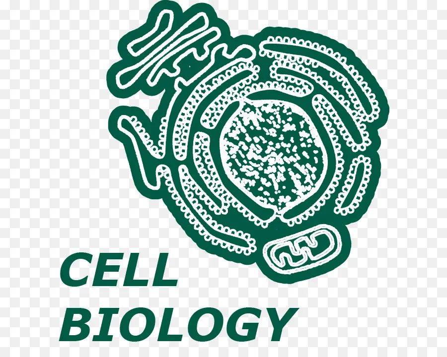 Biologie Cellulaire，Cellule PNG