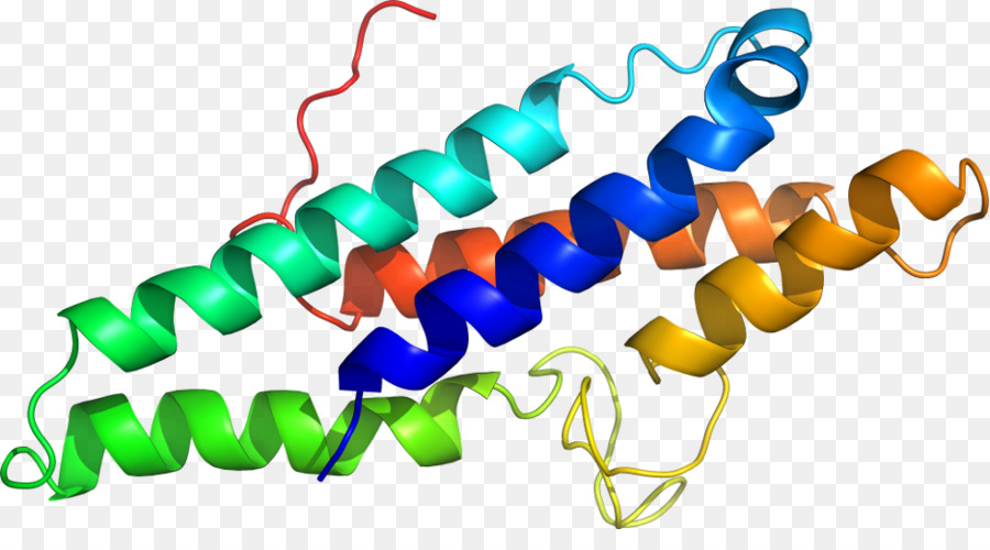 Hélice Protéique，Molécule PNG