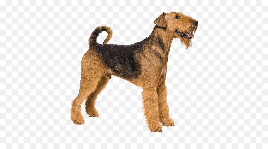 Chien Noir，Animal De Compagnie PNG