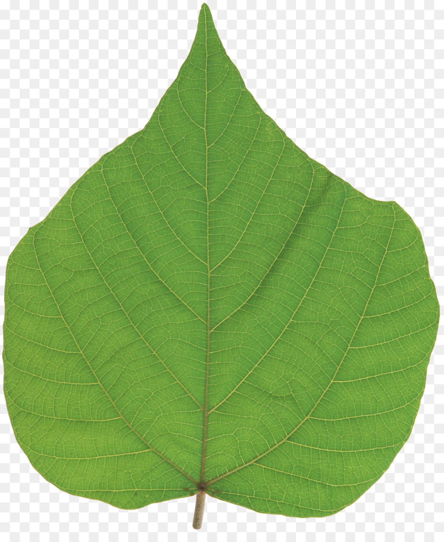 Feuille Violette，Nature PNG