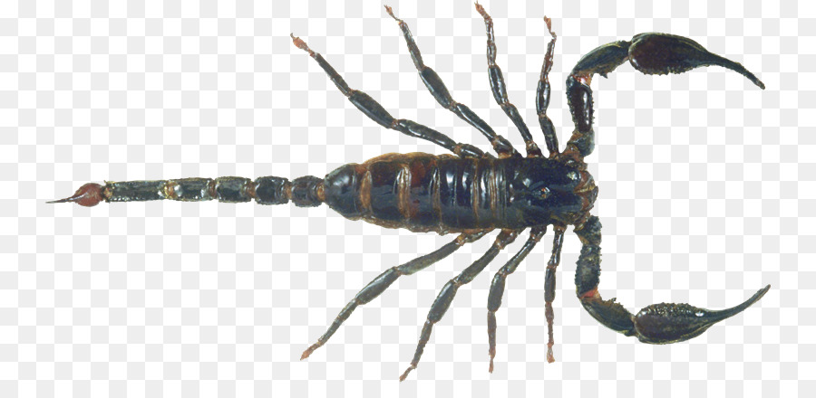 Scorpion，Arachnide PNG